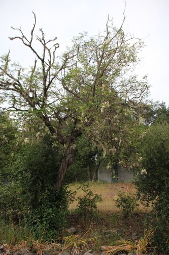 iNaturalist observation photo of black locust