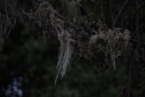iNaturalist observation photo of lace lichen