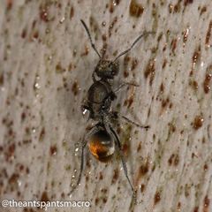 Polyrhachis vermiculosa
