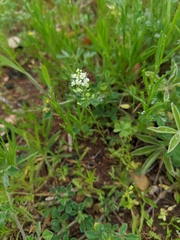 Lepidium virginicum menziesii