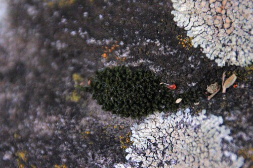 iNaturalist observation photo of Rock Mosses