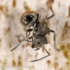 Polyrhachis vermiculosa
