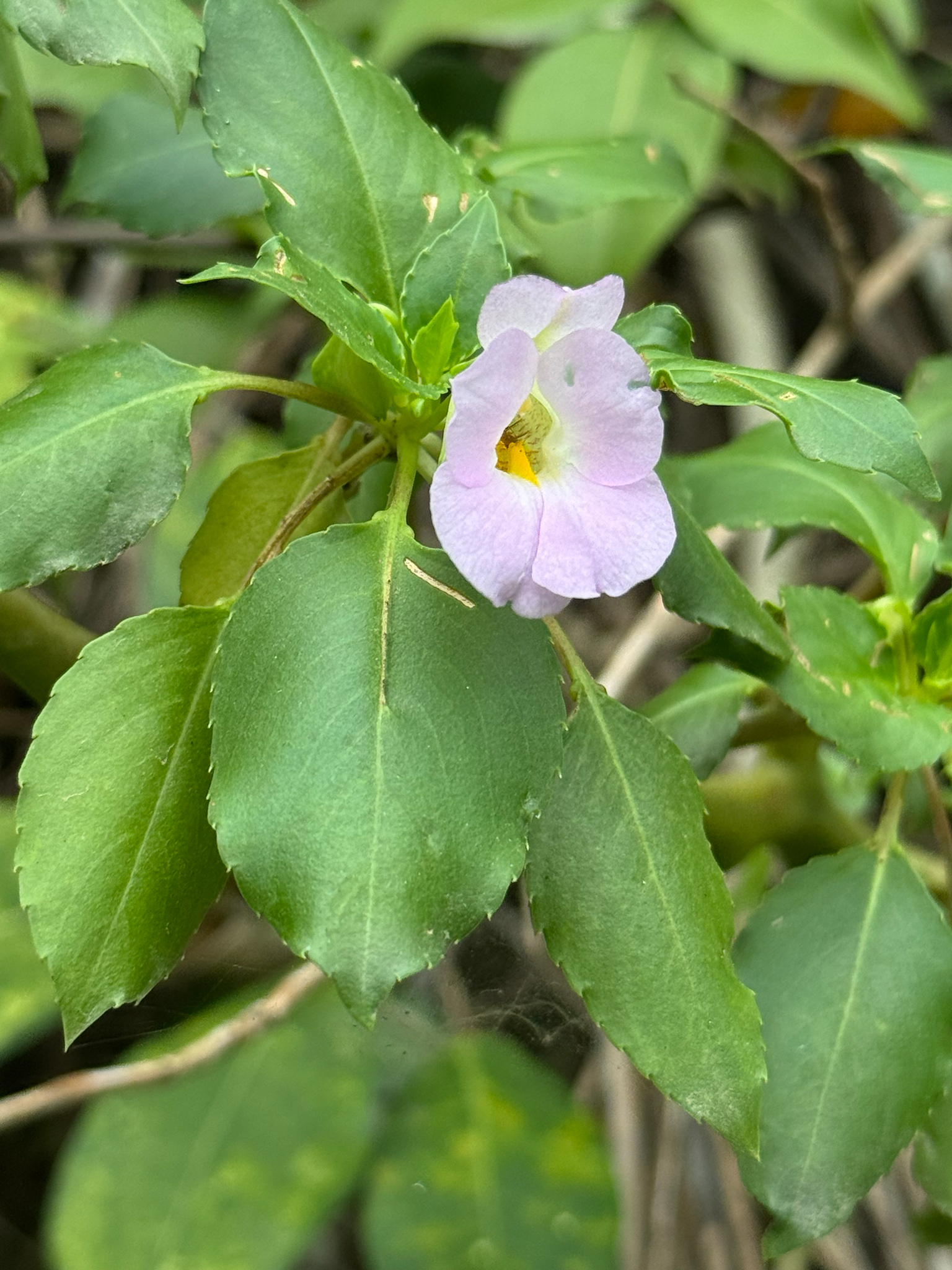 Impatiens verrucifera — ảnh 3
