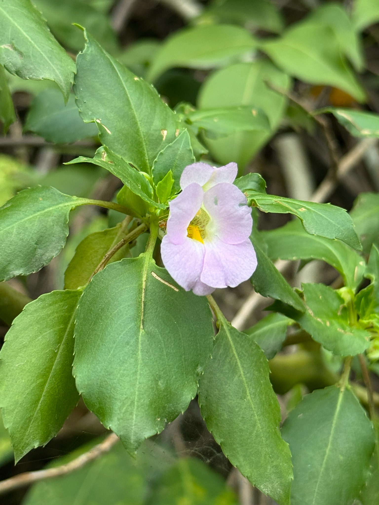 Impatiens verrucifera — ảnh 2