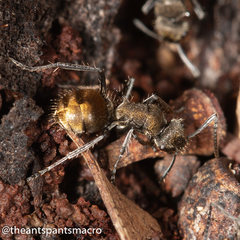 Polyrhachis aurea