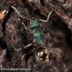 Polyrhachis hookeri