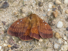 Anthela connexa