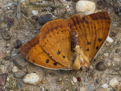 Anthela connexa