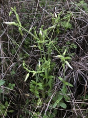 Cerastium brachypodum