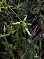 Cerastium brachypodum