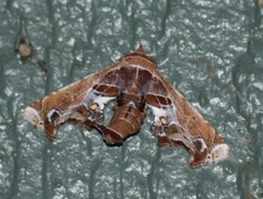 Eutelia pulcherrimus