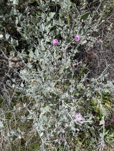 Malacothamnus jonesii