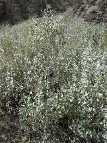 Malacothamnus jonesii, photograph 2