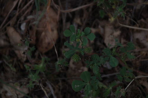 iNaturalist observation photo of bur clover