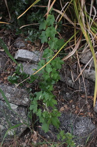 iNaturalist observation photo of California manroot