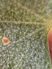 Malacothamnus jonesii, photograph (c) Trevor Van Loon, some rights reserved (CC BY)