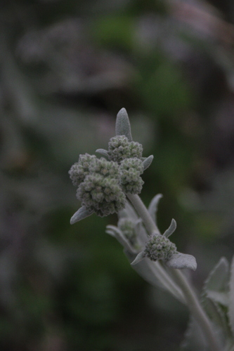 iNaturalist observation photo of Woolly Yerba Santa