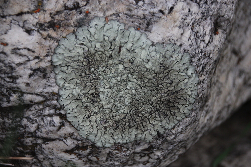 iNaturalist observation photo of rock shield lichens