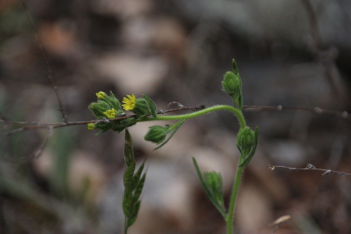 iNaturalist observation photo of tarweeds