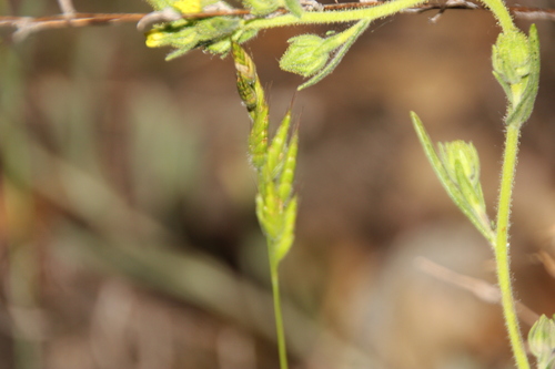iNaturalist observation photo of common soft brome