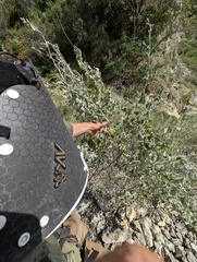 Malacothamnus jonesii, photograph (c) Trevor Van Loon, some rights reserved (CC BY)