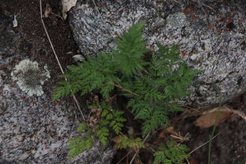 iNaturalist observation photo of poison hemlock