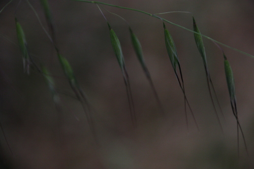 iNaturalist observation photo of Oats