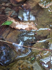 Glandirana emeljanovi