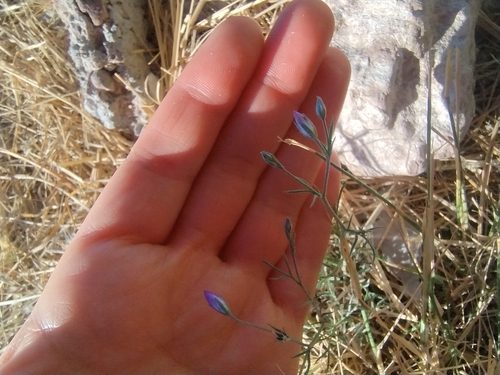 Stewart's Gilia