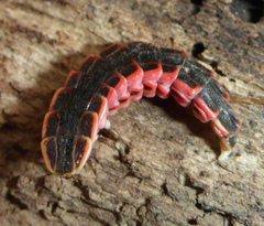 Microphotus angustus