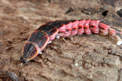 Microphotus angustus