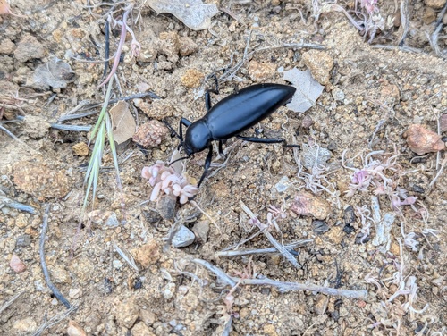 Eleodes gigantea photo 5