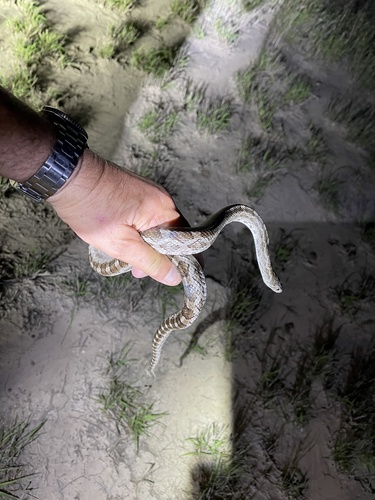 Great Plains Ratsnake