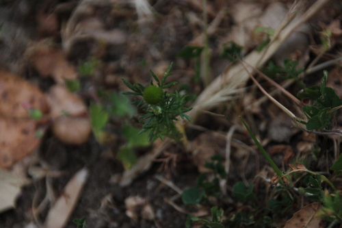 iNaturalist observation photo of pineapple-weed