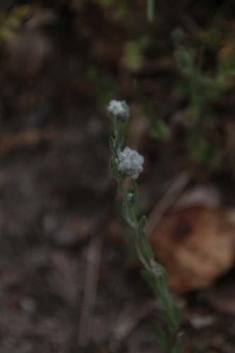 iNaturalist observation photo of Q-tips