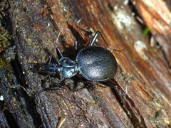 Scaphinotus interruptus