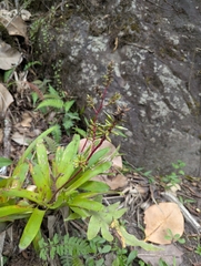 Guzmania rhonhofiana