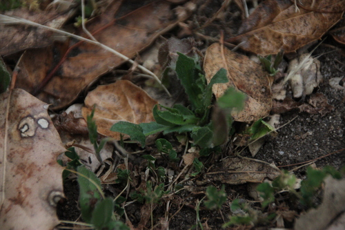iNaturalist observation photo of Lettuce, Chicory, Dandelion and Salsify Tribe
