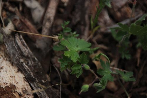 iNaturalist observation photo of Dove's-foot crane's-bill