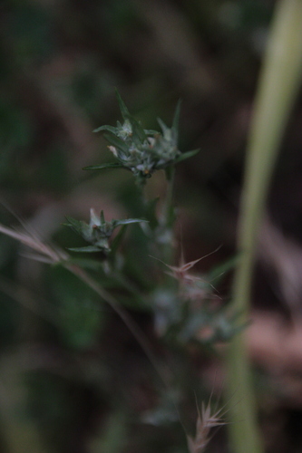 iNaturalist observation photo of cottonroses