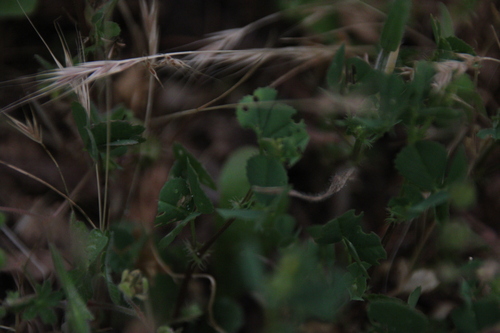 iNaturalist observation photo of bur clover