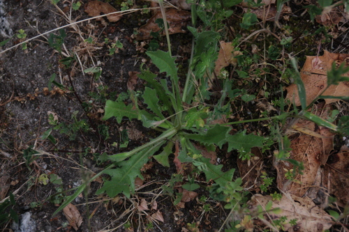 iNaturalist observation photo of Lettuce, Chicory, Dandelion and Salsify Tribe