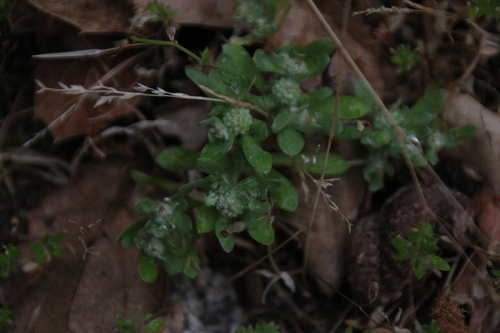 iNaturalist observation photo of Woolly-Marbles