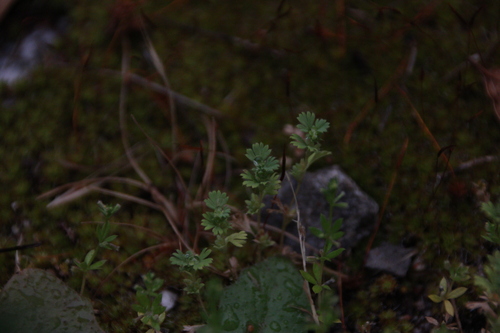 iNaturalist observation photo of Lady's-mantles