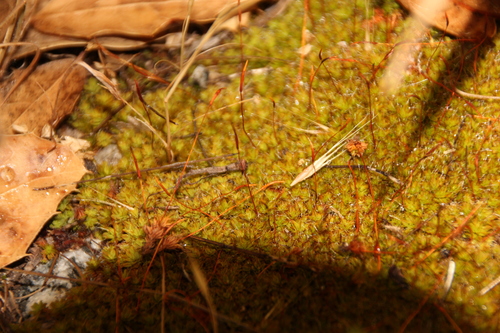 iNaturalist observation photo of Pottiaceae