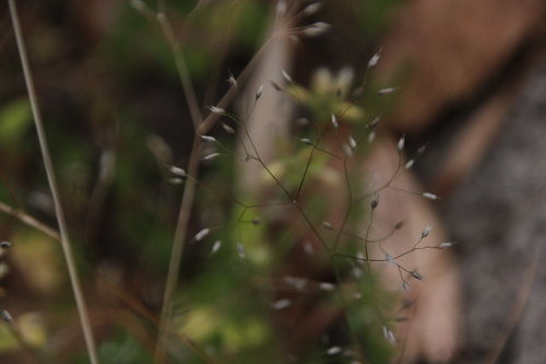 iNaturalist observation photo of Silver Hairgrass