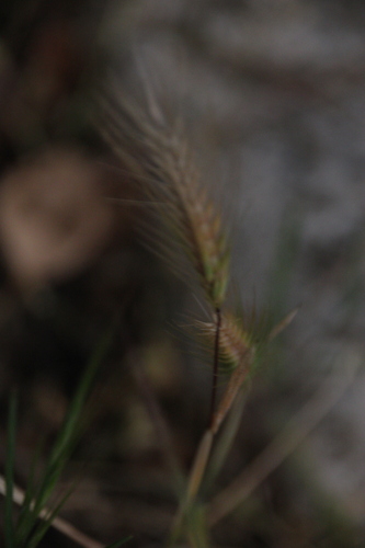 iNaturalist observation photo of Barleys