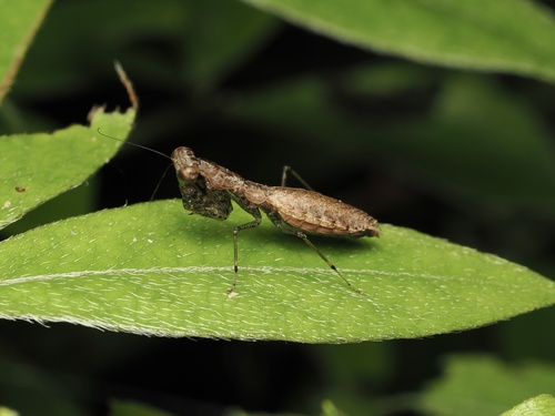 Amantis nawai