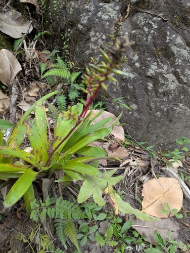 Guzmania rhonhofiana, photograph 2