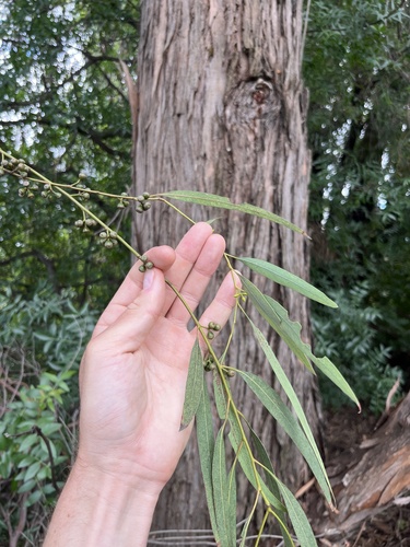 Eucalyptus nicholii, 2026-04-13